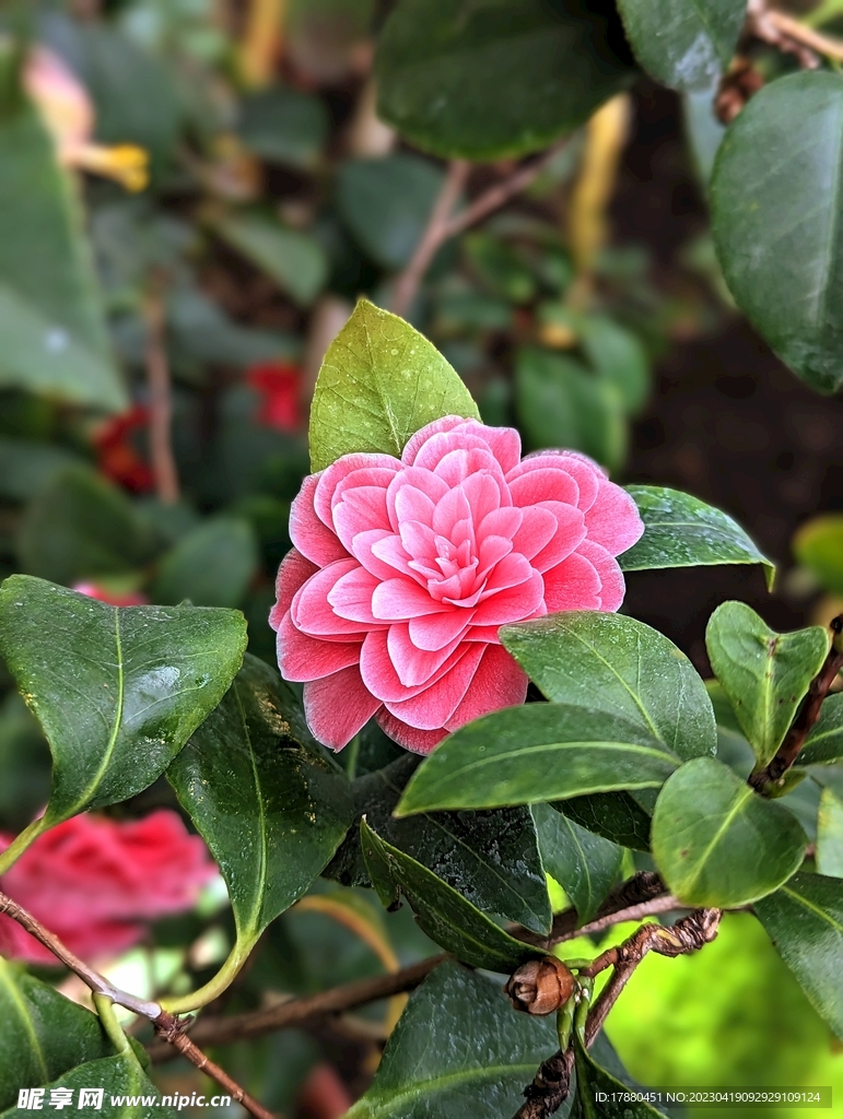 山茶