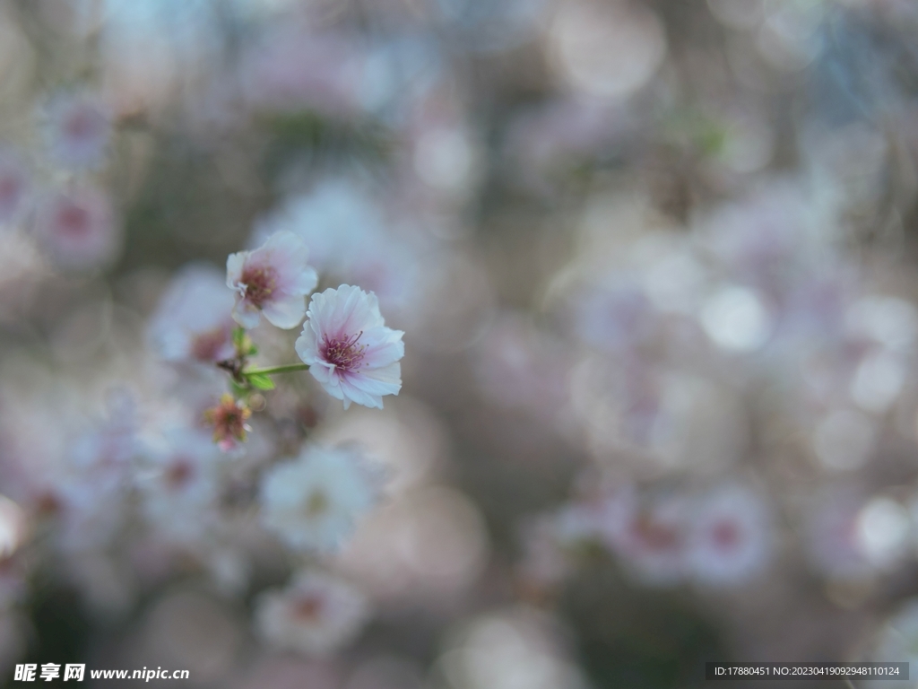 樱花