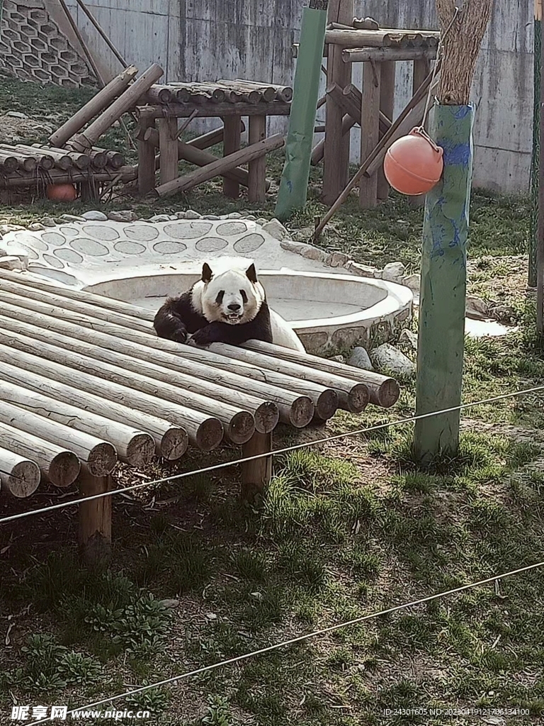 可爱大熊猫