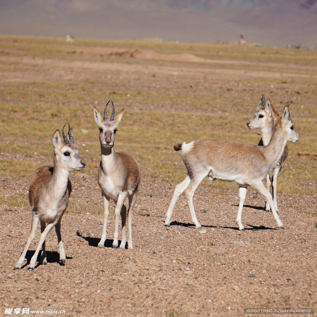 藏羚羊4k动物图片-千叶网