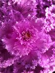 紫色绽放的花