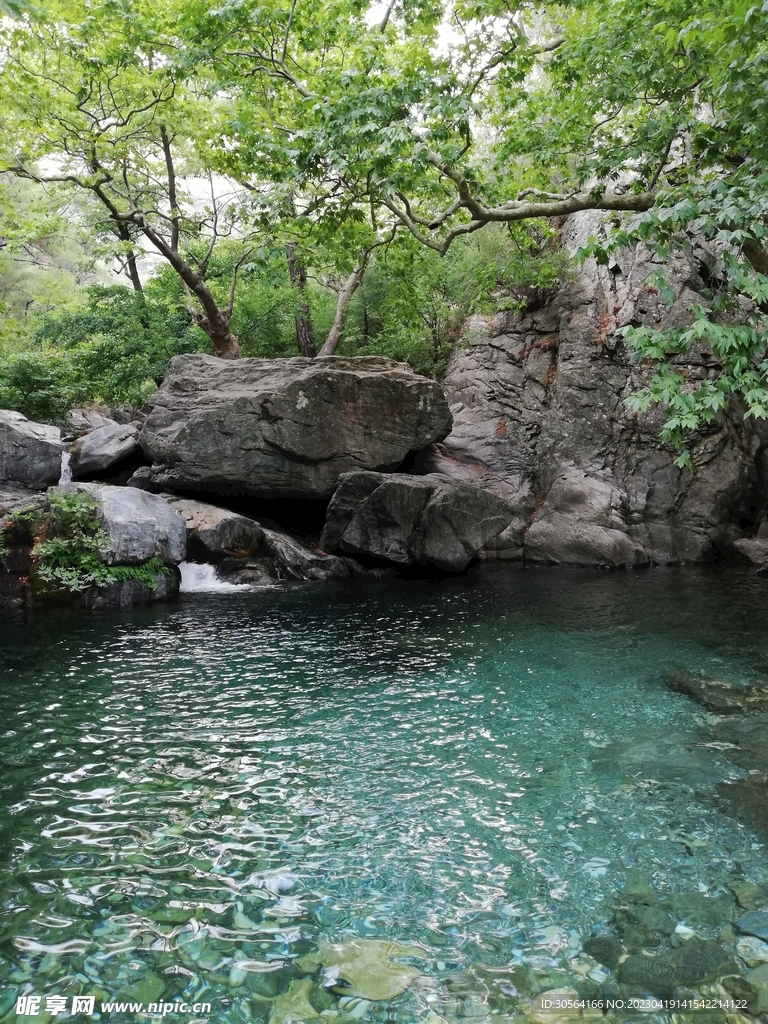 森林树木湖面