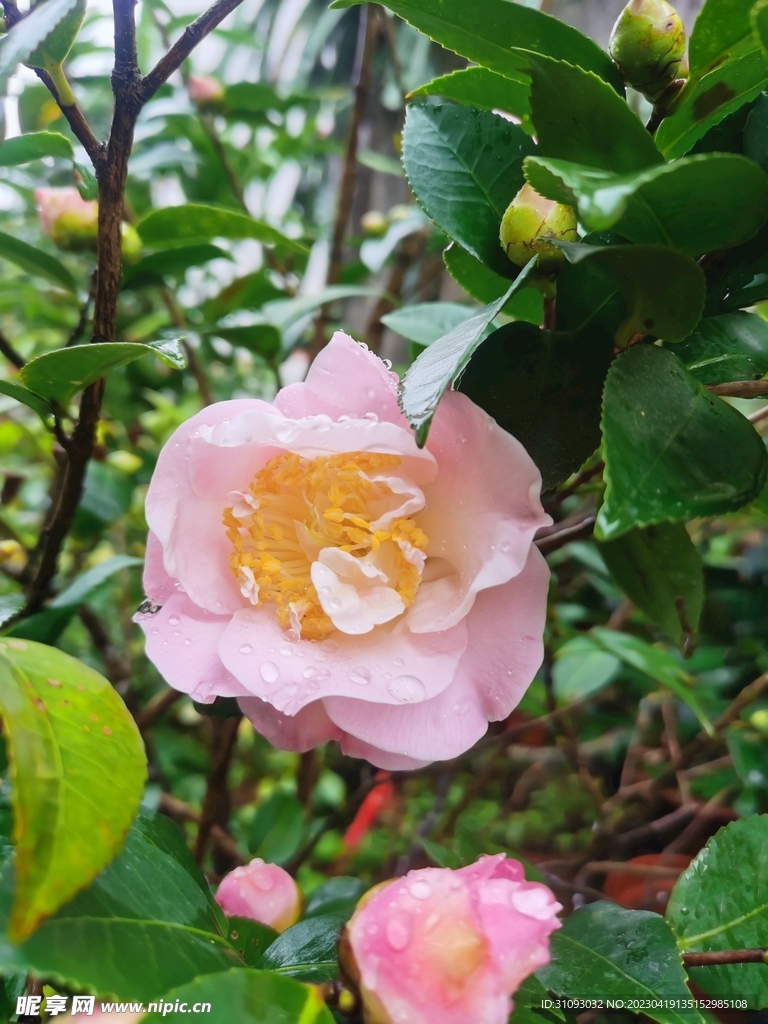 雨中茶花