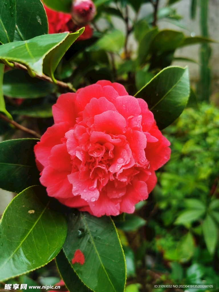 茶花