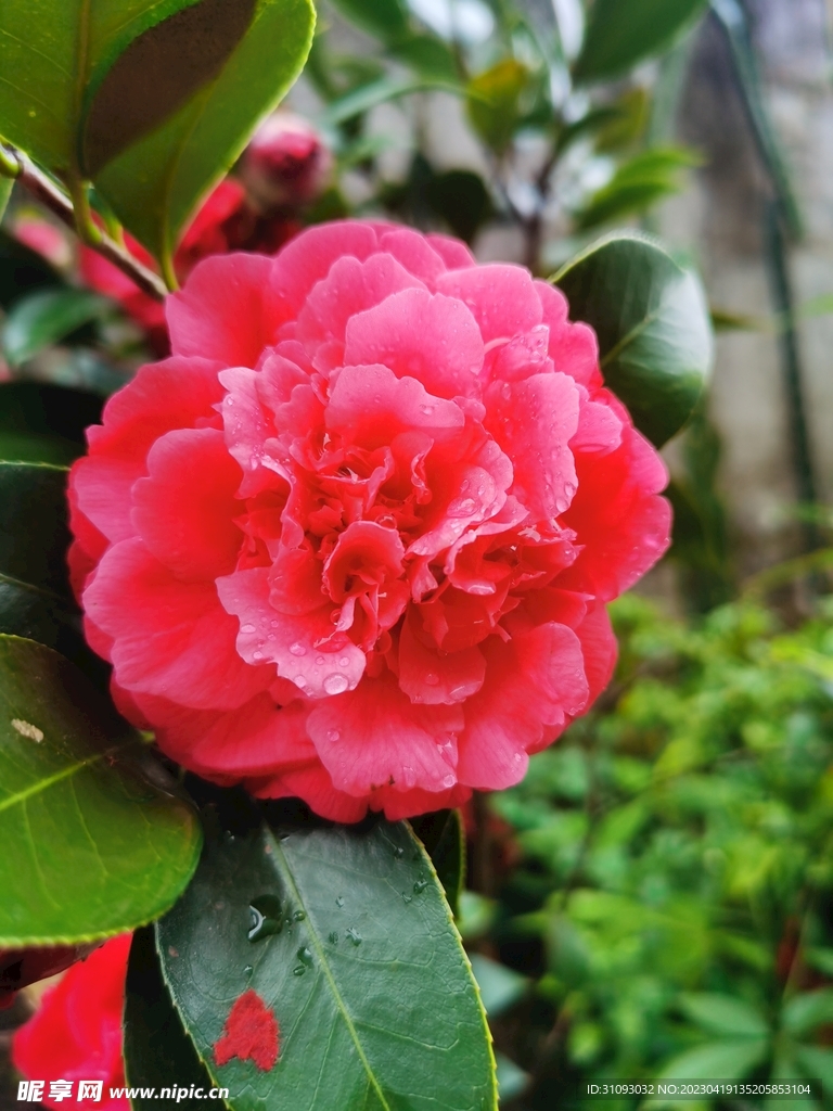 茶花