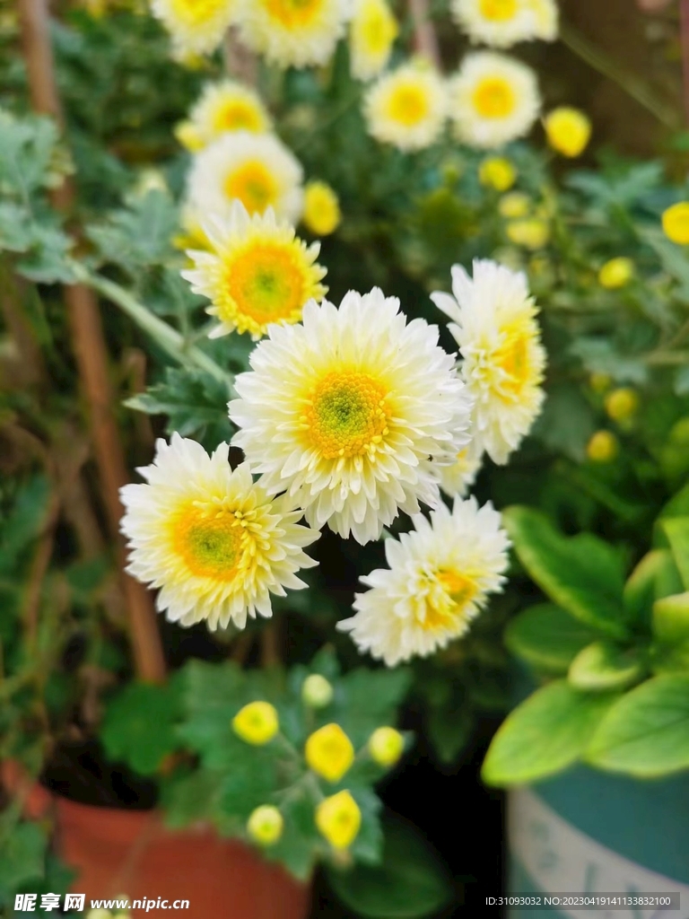 菊花