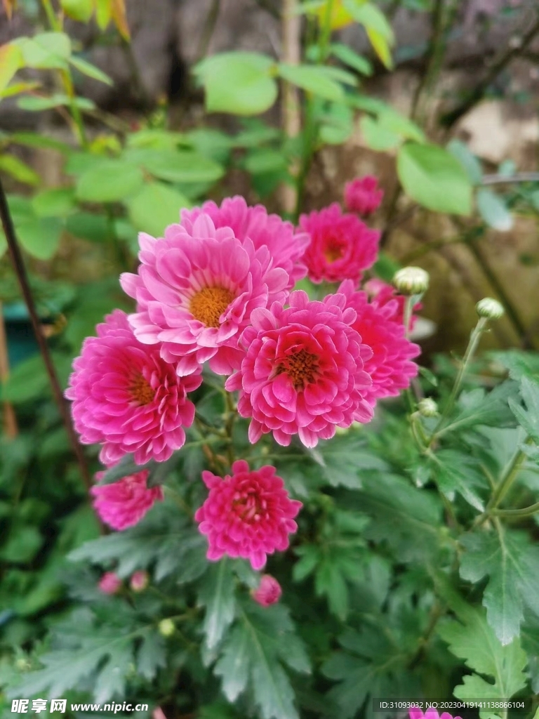 花花呀