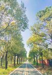 山村小路