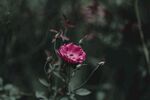 玫瑰花