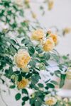 玫瑰花