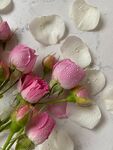 玫瑰花