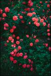 玫瑰花