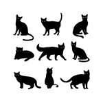 猫咪RGB