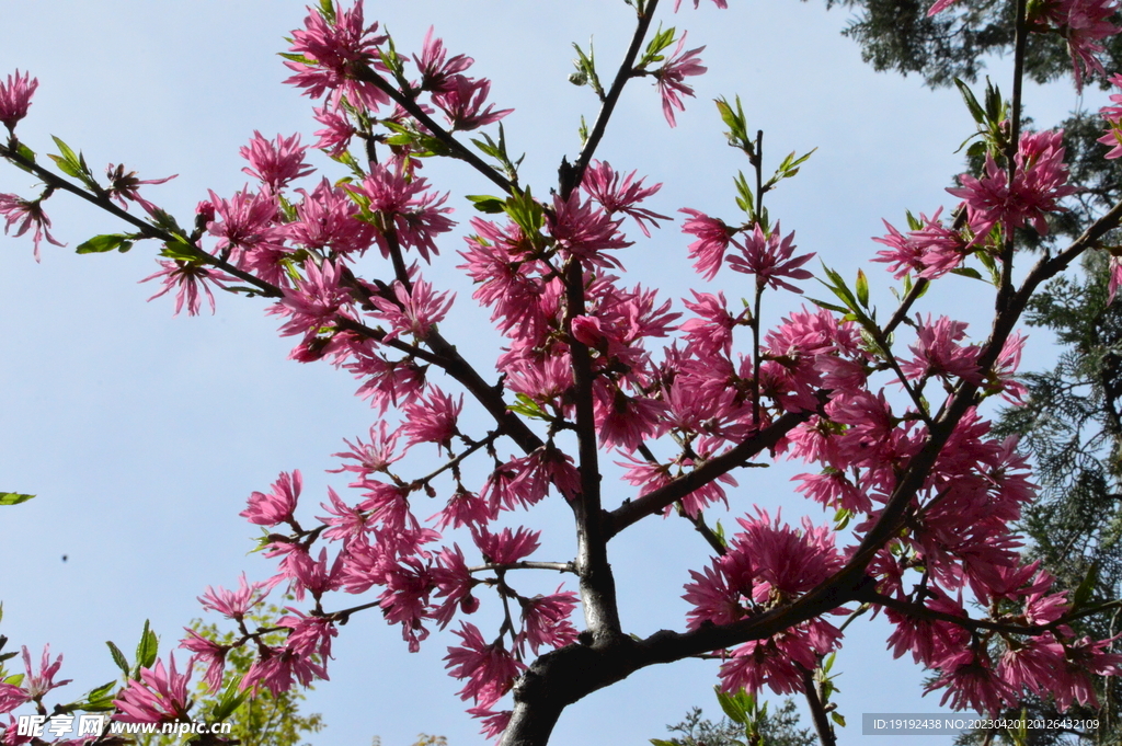 菊花桃 