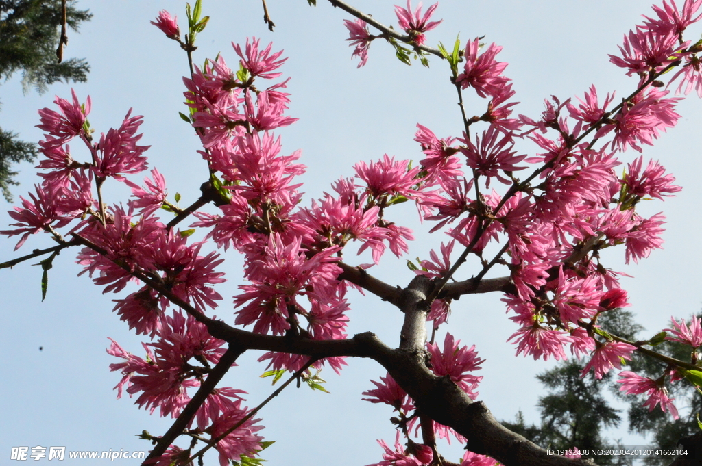 菊花桃  