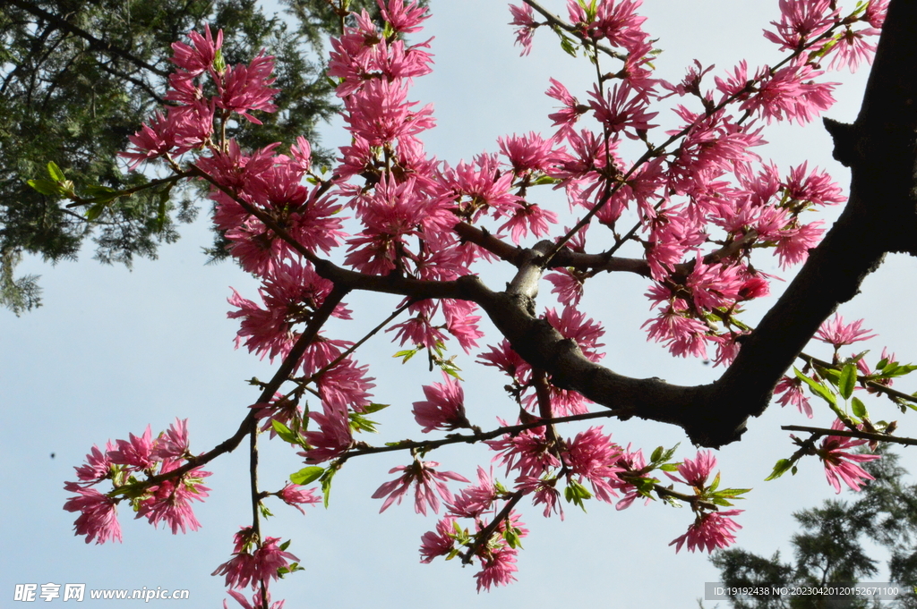 菊花桃 