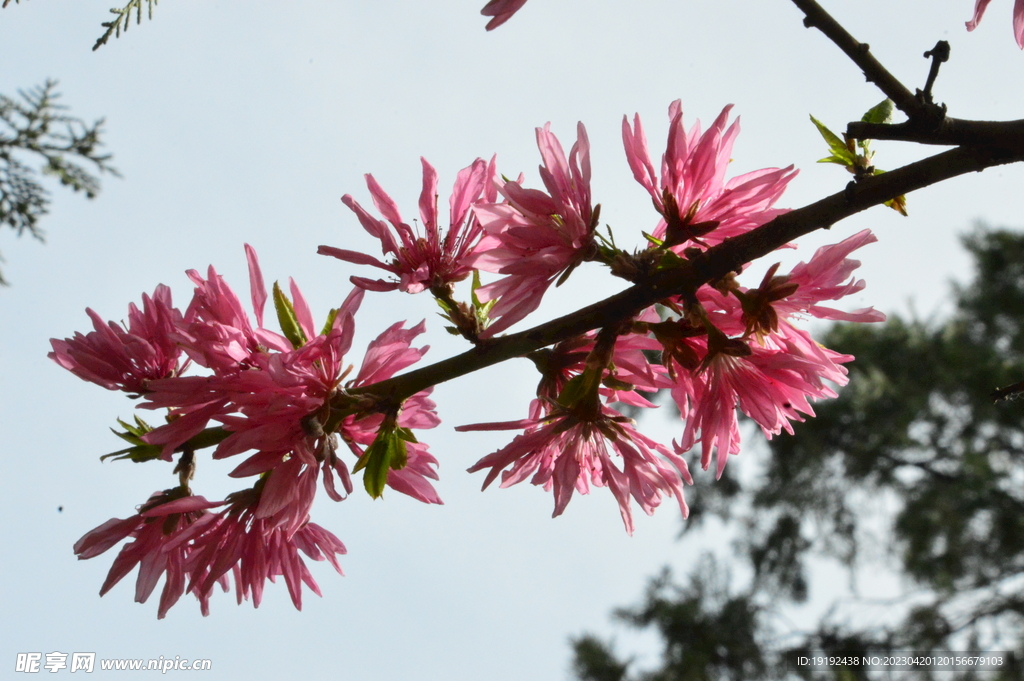 菊花桃 