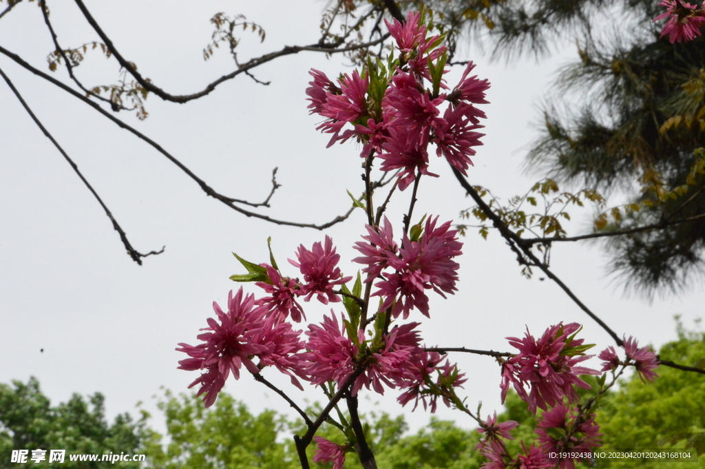 菊花桃