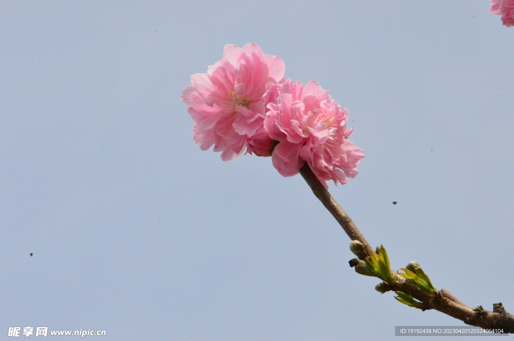 碧桃花 