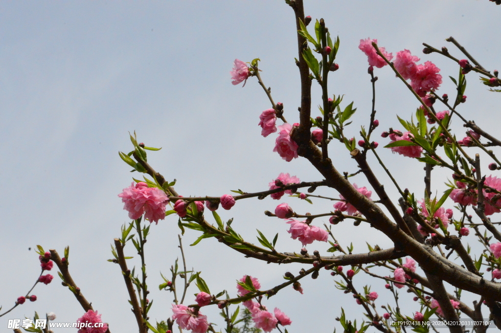碧桃花 