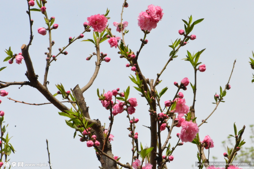 碧桃花 