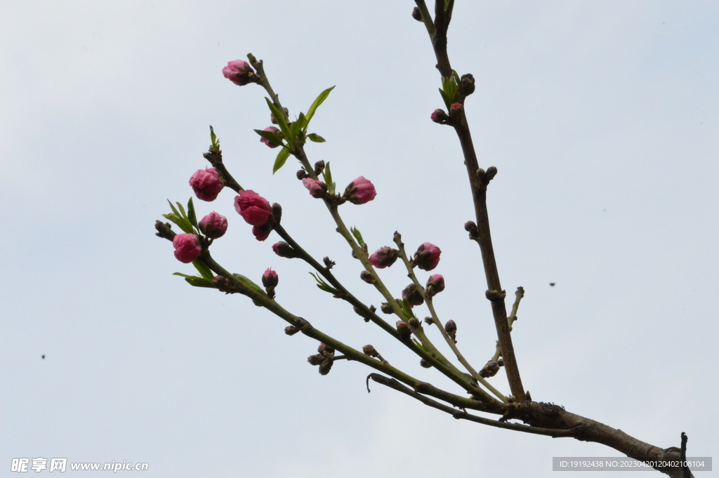 碧桃花 