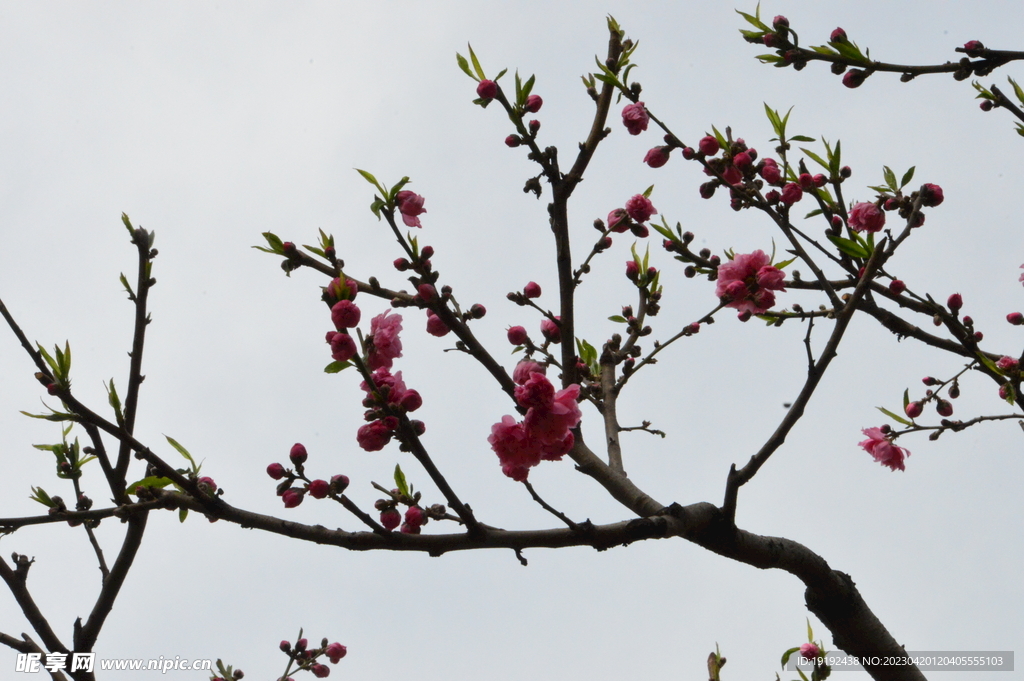 碧桃花 