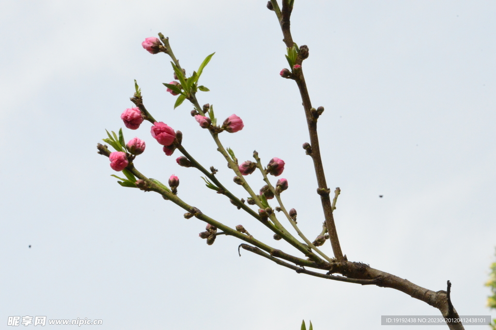 碧桃花
