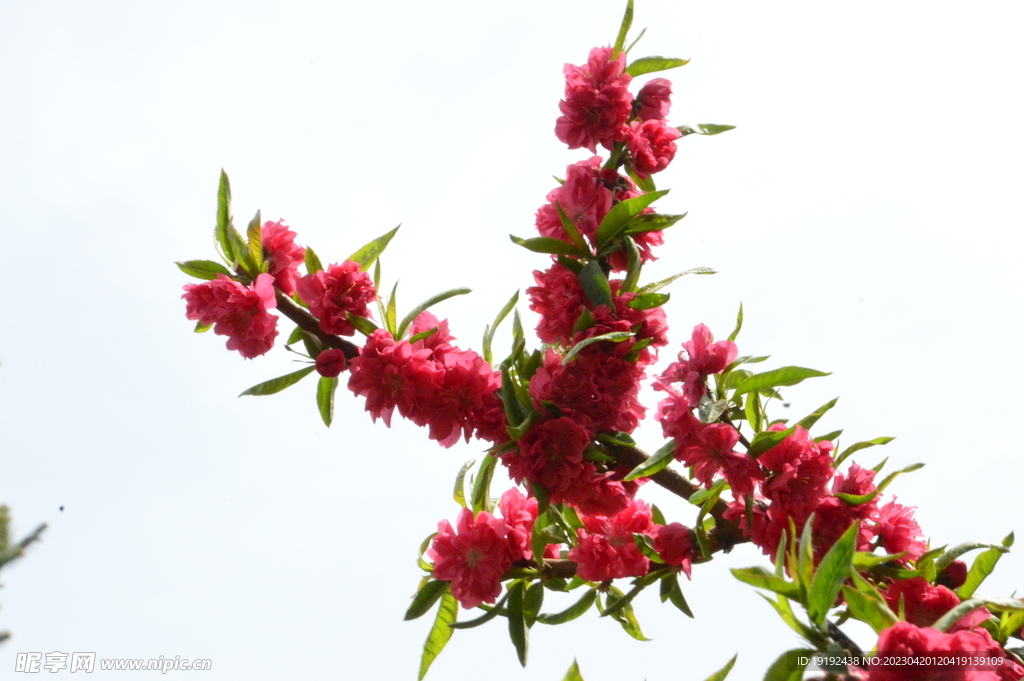 碧桃花 