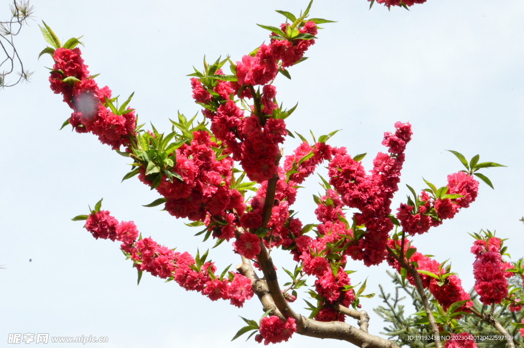 碧桃花 