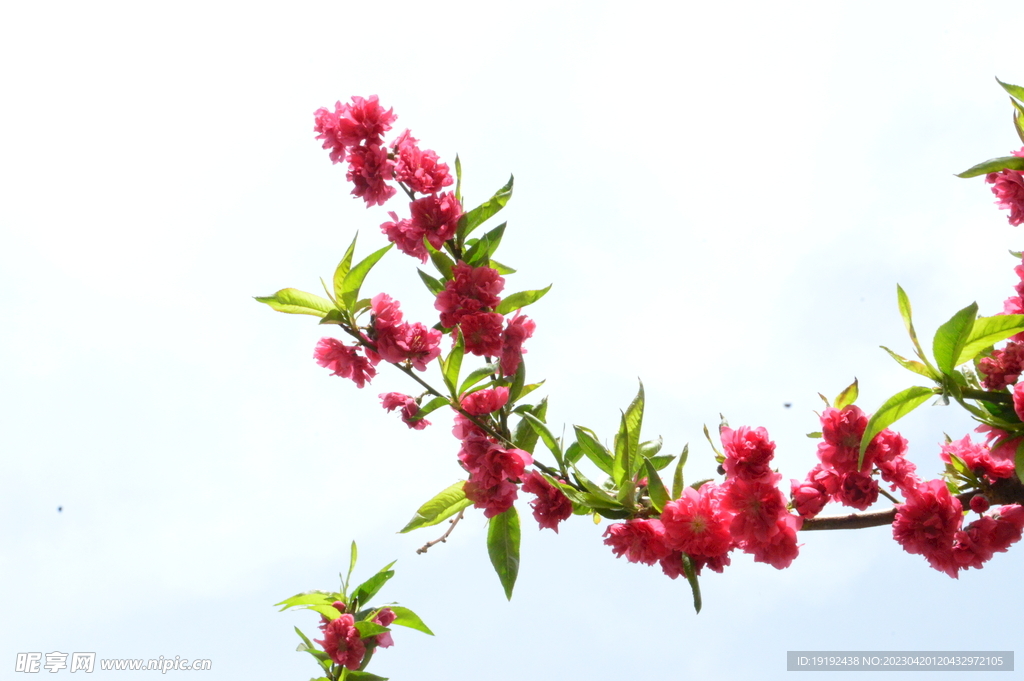 碧桃花 