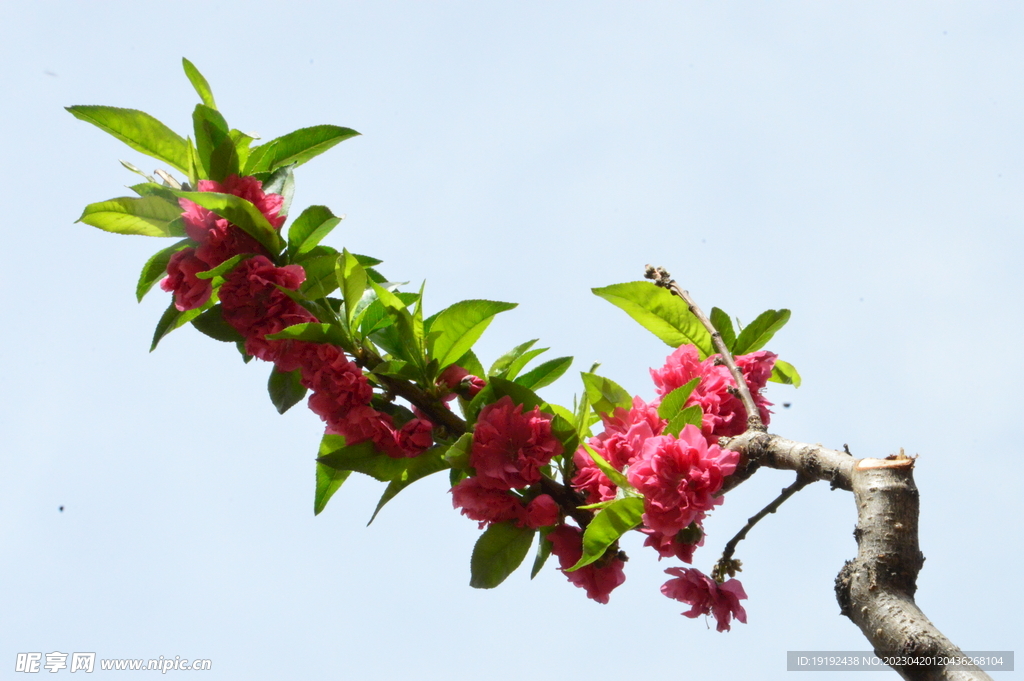 碧桃花