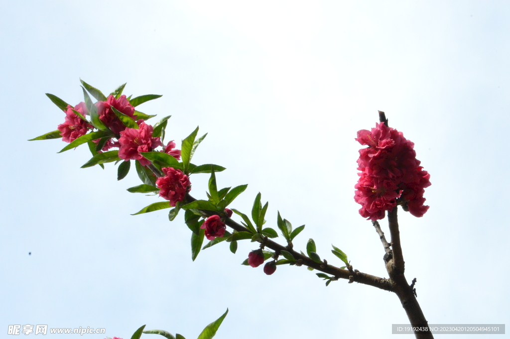 碧桃花 