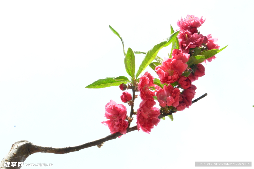 碧桃花