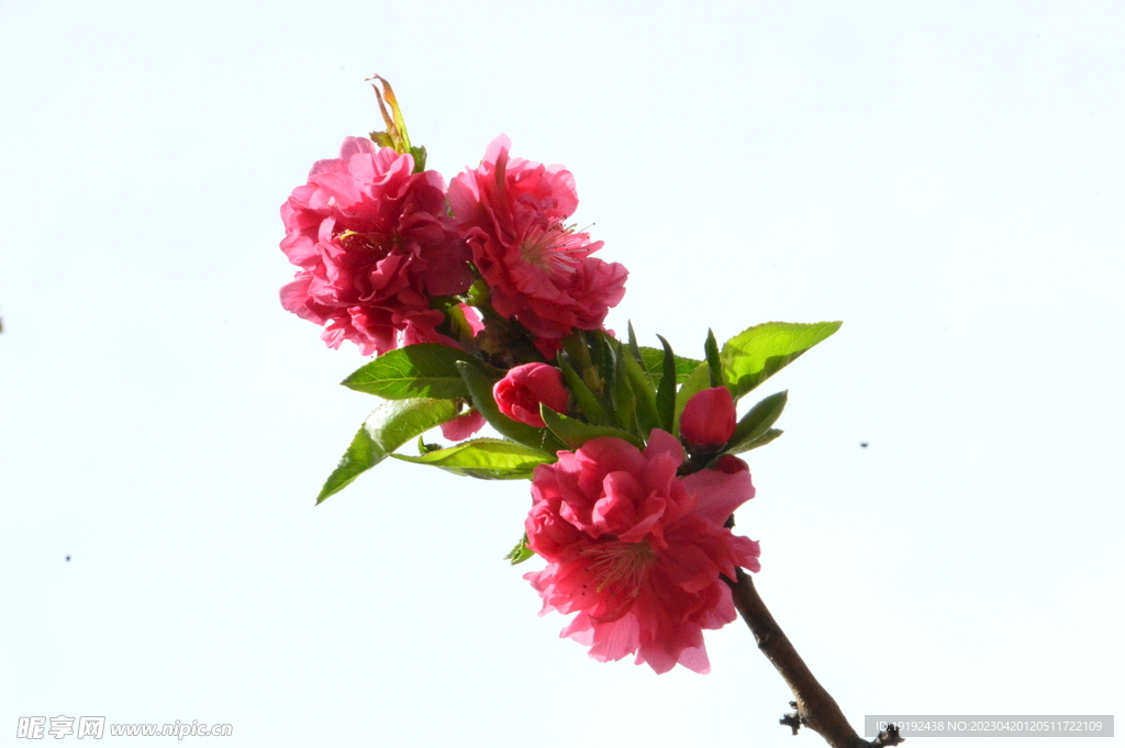 碧桃花 