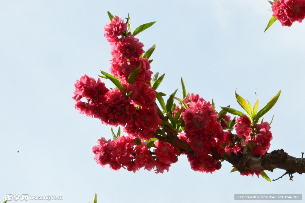 碧桃花