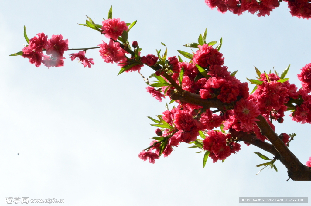 碧桃花 