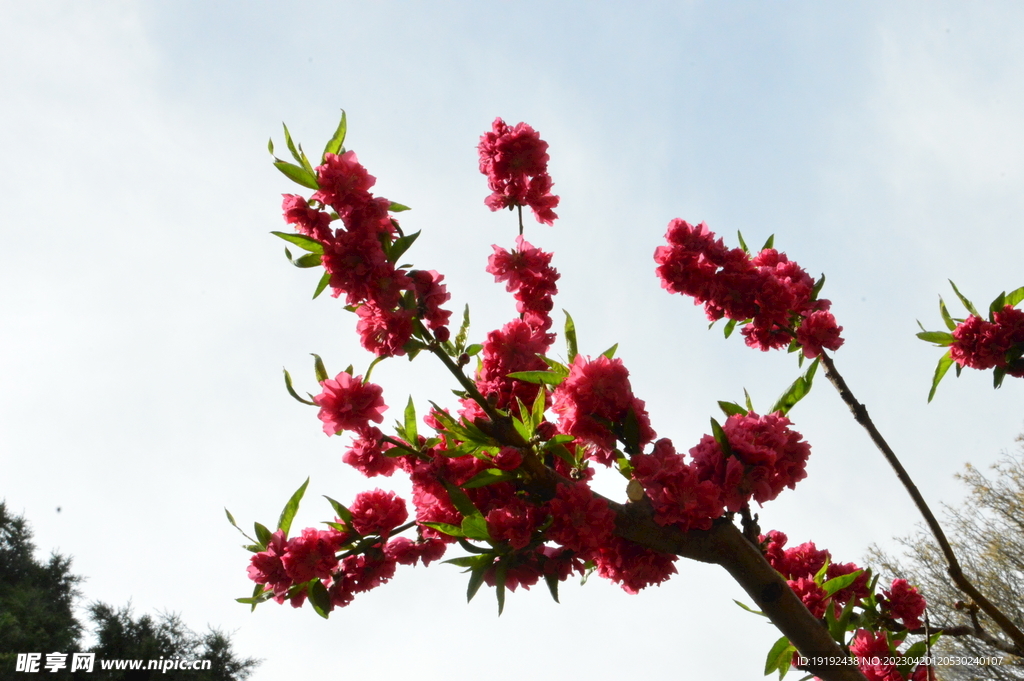 碧桃花