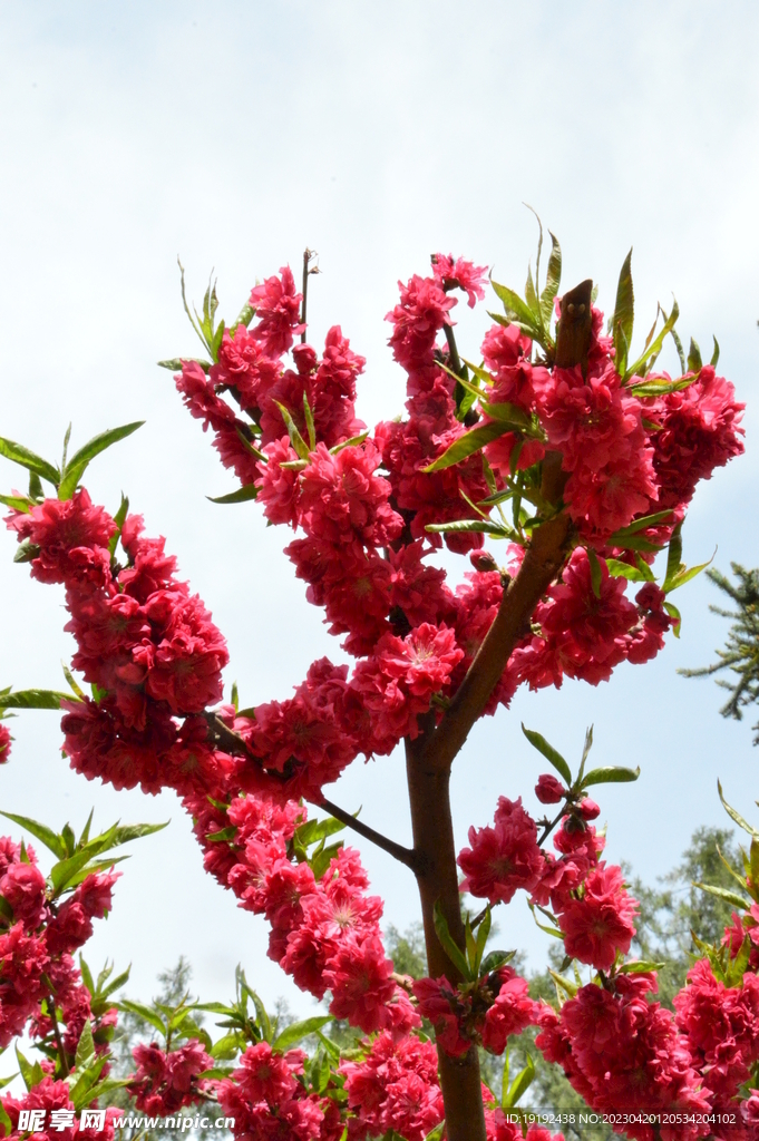 碧桃花