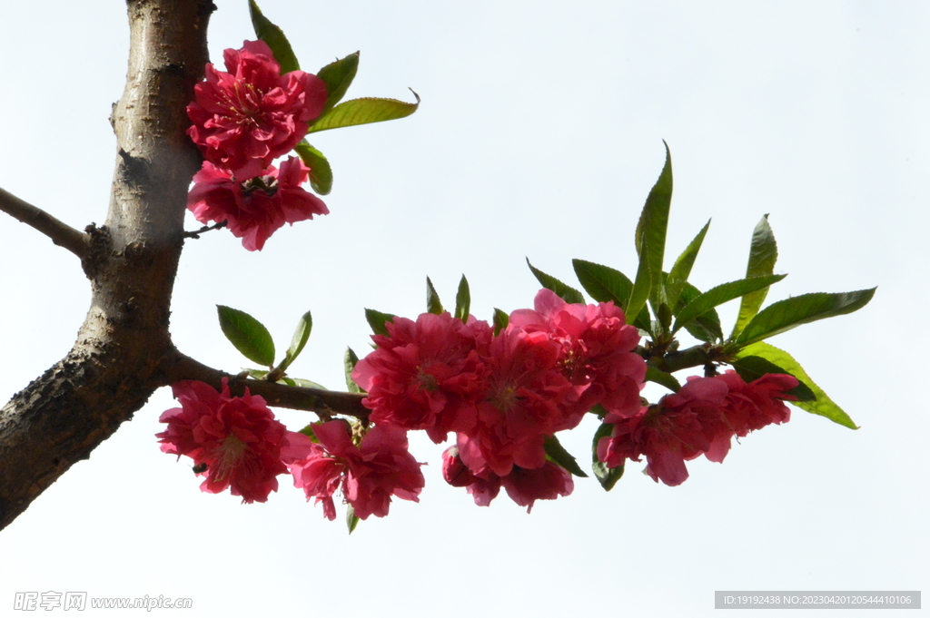 碧桃花 