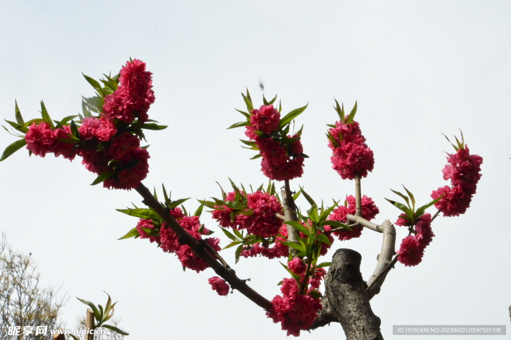 碧桃花 