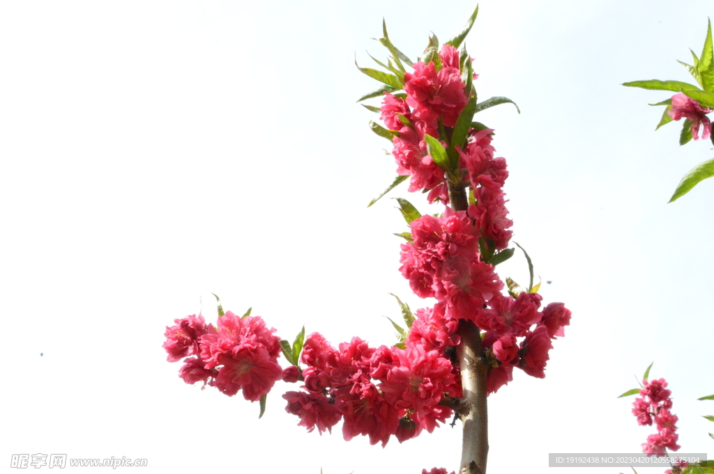 碧桃花