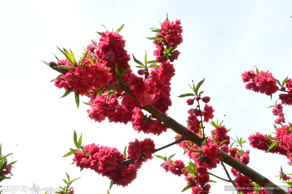 碧桃花