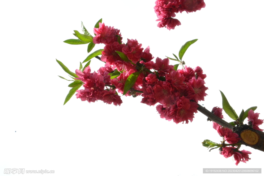 碧桃花