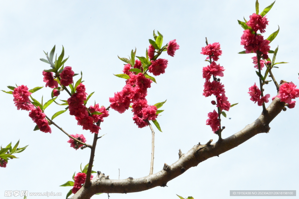 碧桃花 