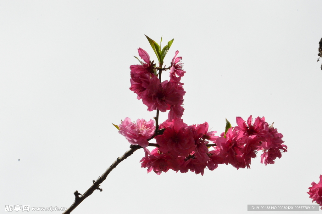 碧桃花