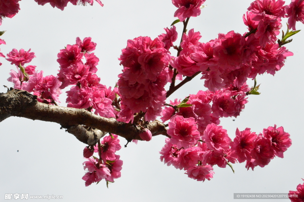 碧桃花 