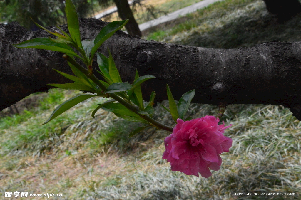 碧桃花