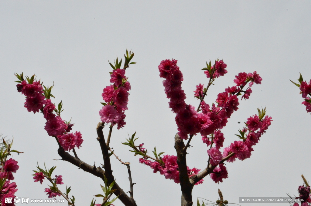 碧桃花