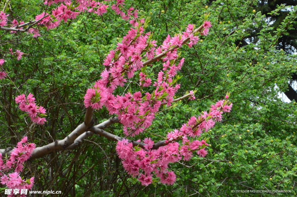 菊花桃